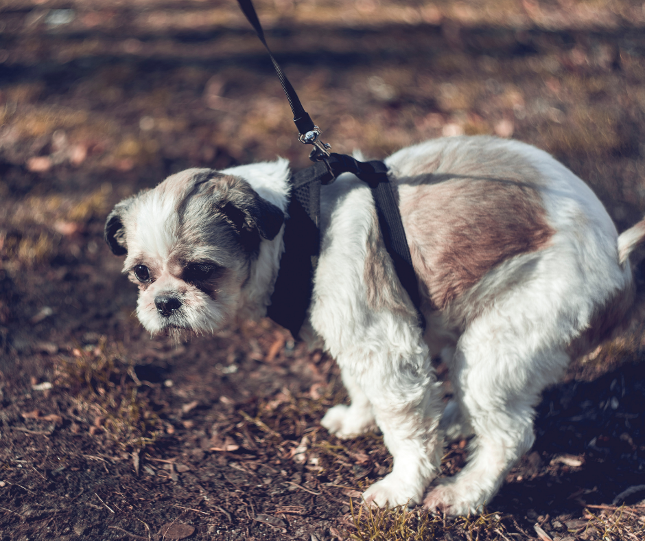 Shih Tzu Diarrhea