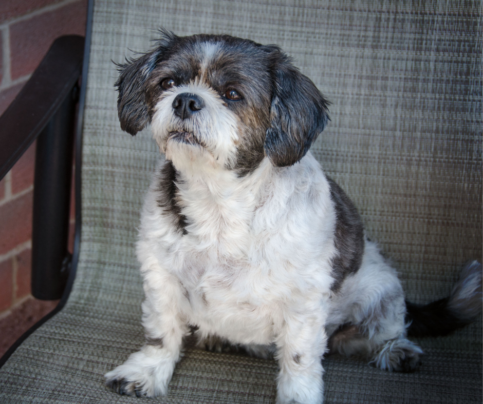 Pregnant Shih Tzu