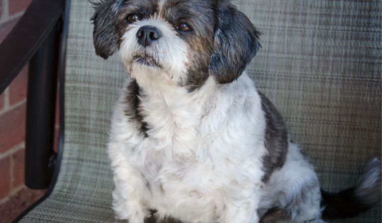 How to Take Care of a Pregnant Shih Tzu?