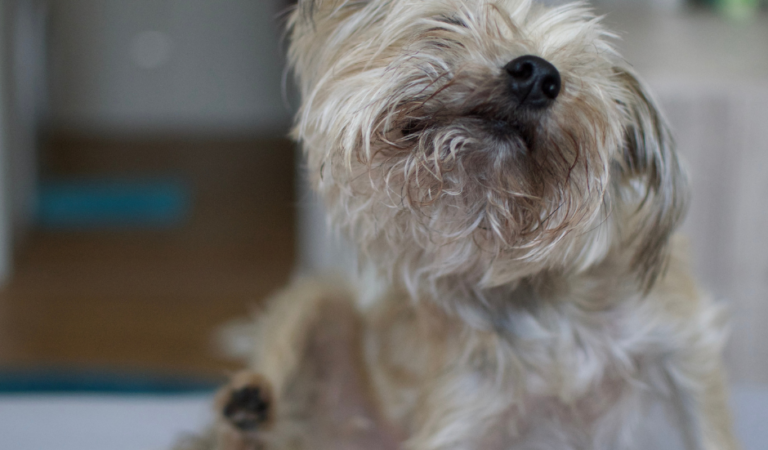 What are the Causes and Remedies for Shih Tzu Itching?