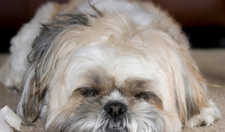 What Makes a Brindle Shih Tzu Special and How Do You Take Care of It?