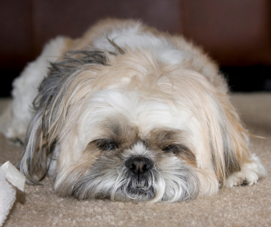 Brindle Shih Tzu