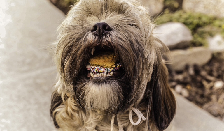 What Should You Remember When Feeding Your Shih Tzu?