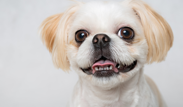 What is Shih Tzu Eye Care and Why Is It Important?