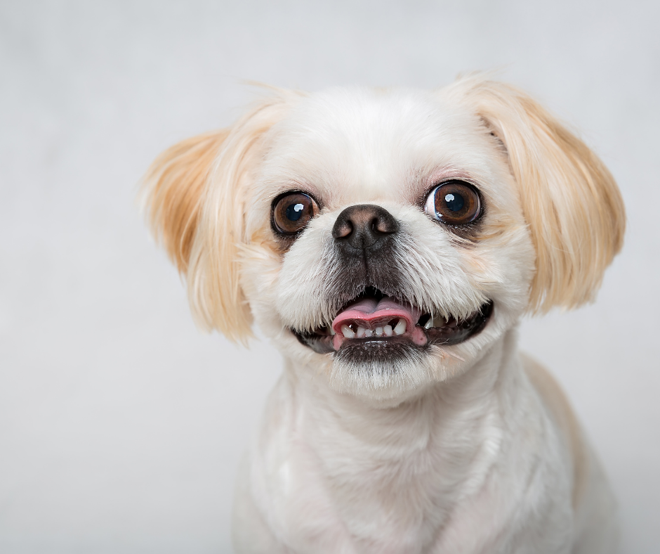 What Is Shih Tzu Eye Care And Why Is It Important Shih Tzu Buzz