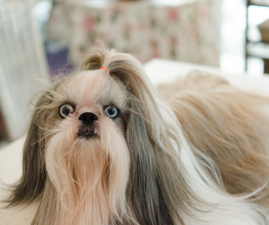 Shih Tzu Eye Care Tips