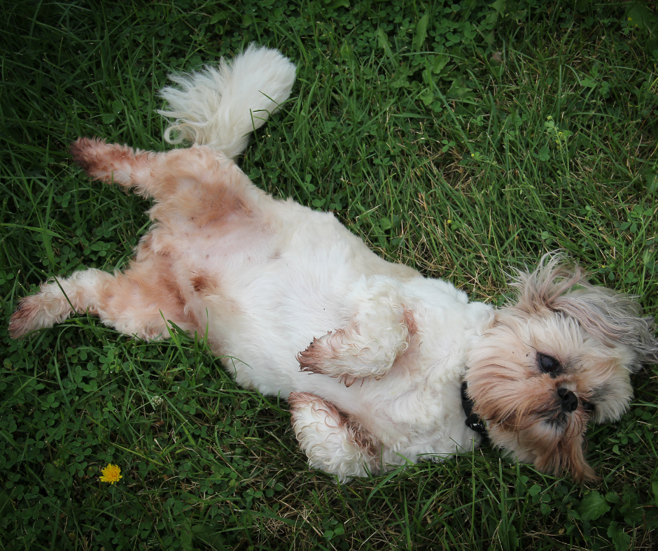 How to Prevent Your Shih Tzu from Scratching and Biting Himself