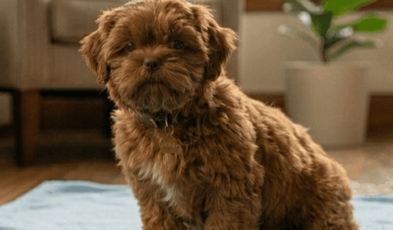 Shih Tzu Diarrhea: Causes, Symptoms, and Treatment