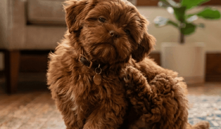 Shih Tzu Depression – 6 Warning Signs