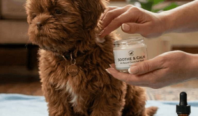 Dog Foods for Shih Tzus with Allergies