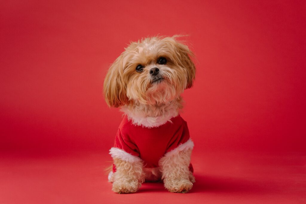 Red Shih Tzu puppy