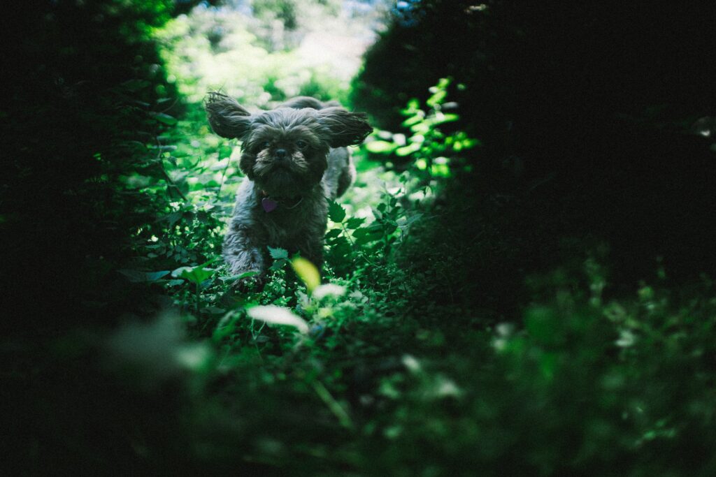 Shih Tzu puppy