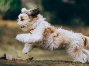 Shih tzu Exercise