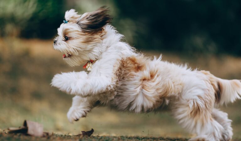 Shih Tzu need exercise to keep them fit and healthy