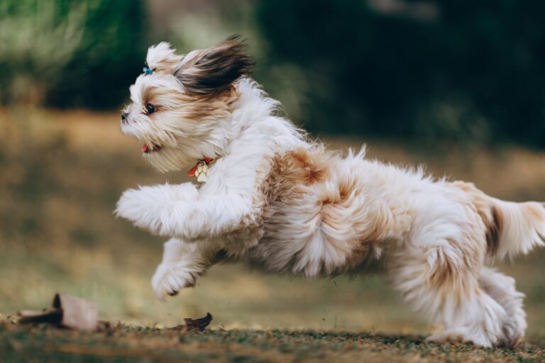 Shih tzu Exercise