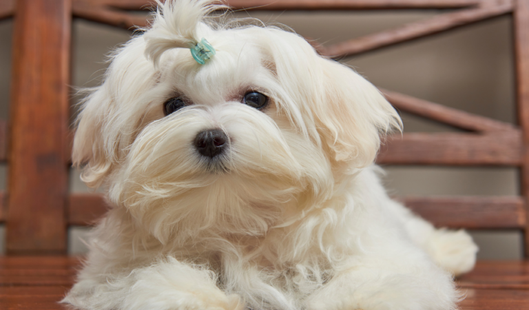 MalShi Breed – 8 Surprising Things to Know