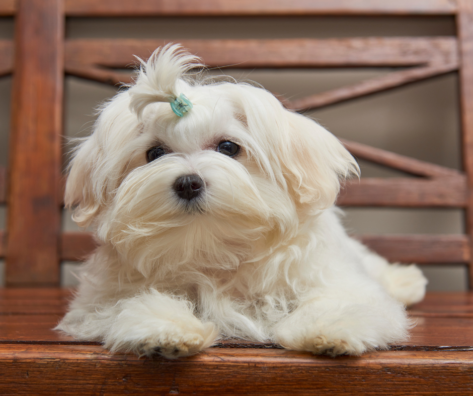 Temperament of the Maltese-Shih Tzu Breed?