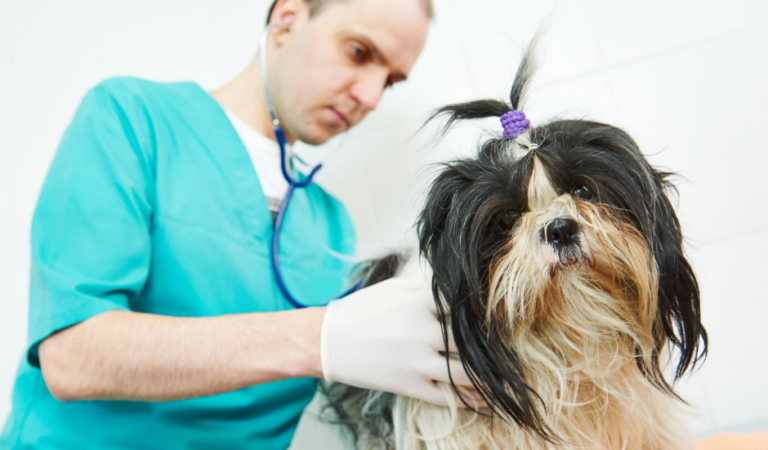 What Do You Need to Know About Shih Tzu Vaccinations?