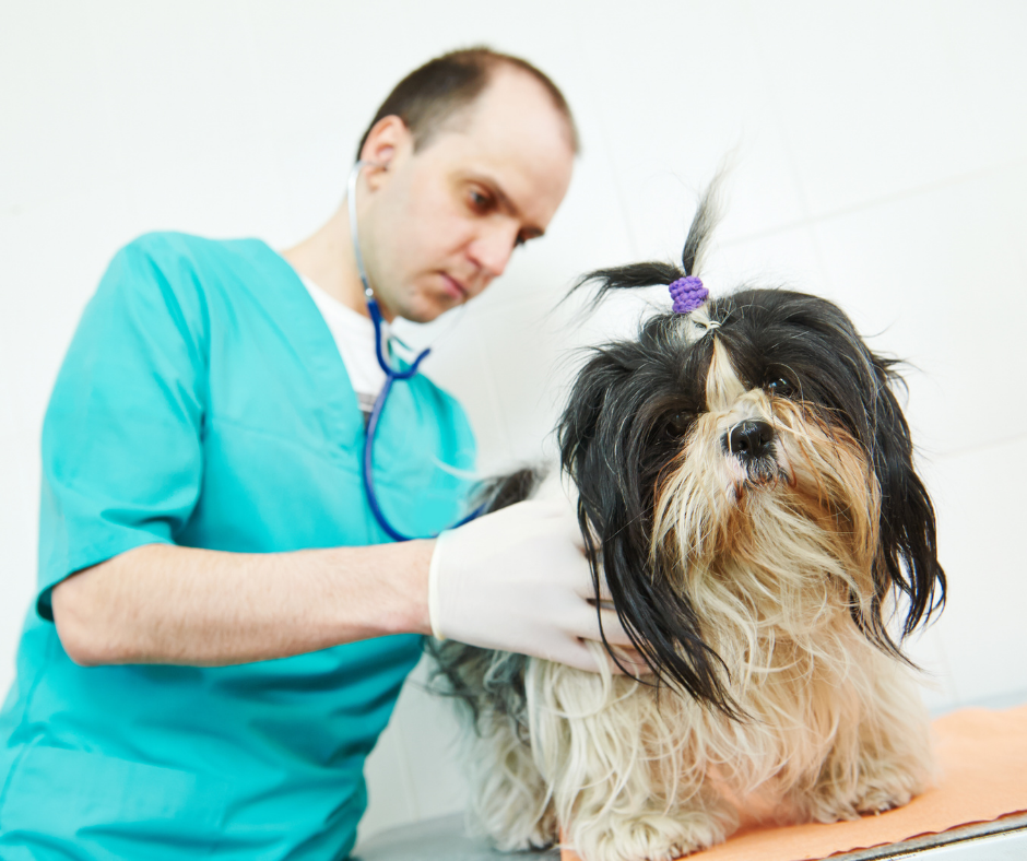 Shih Tzu Vaccinations