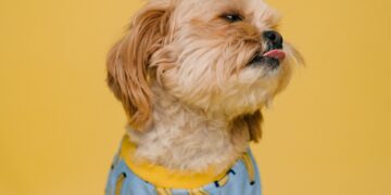 shih tzu health natural ways