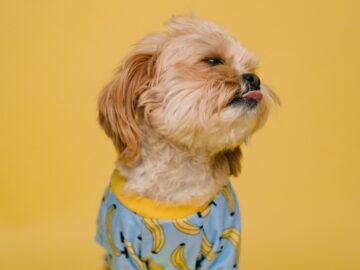 shih tzu health natural ways