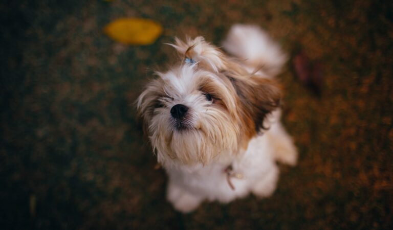 9 Must-Haves for Keeping Your Shih Tzu Looking Their Best