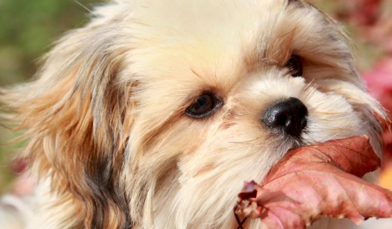 You’re only a Real Shih Tzu Lover If You Have These 7 Things