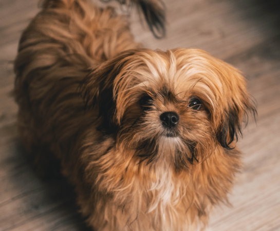 Shih Tzu Brindle : 7 Surprising Things to Know About This Breed