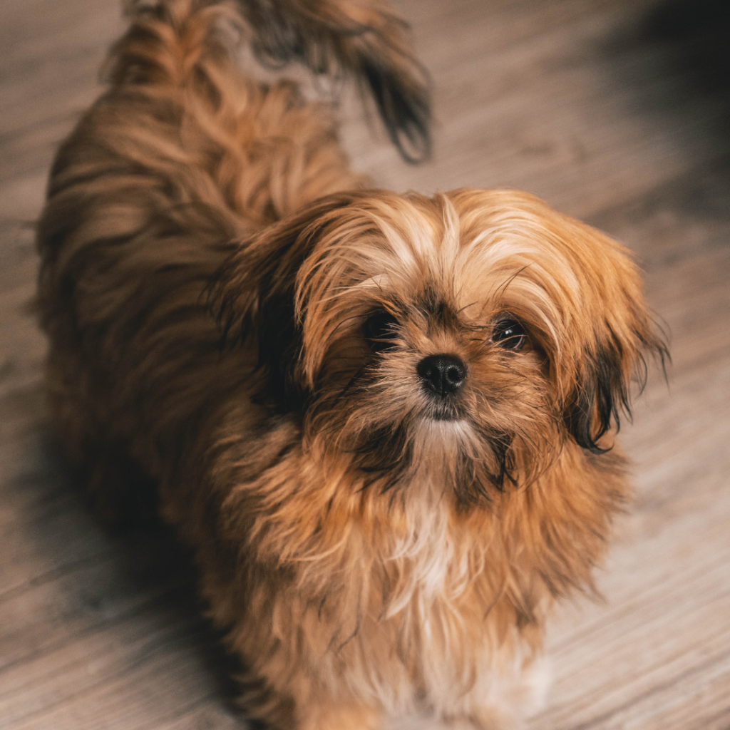 Shih Tzu Brindle