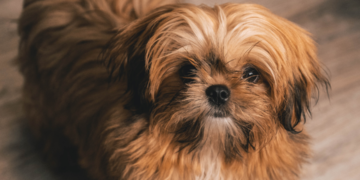 shih tzu brindle