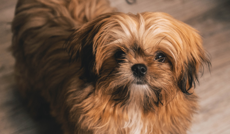 Shih Tzu Brindle : 7 Surprising Things to Know About This Breed