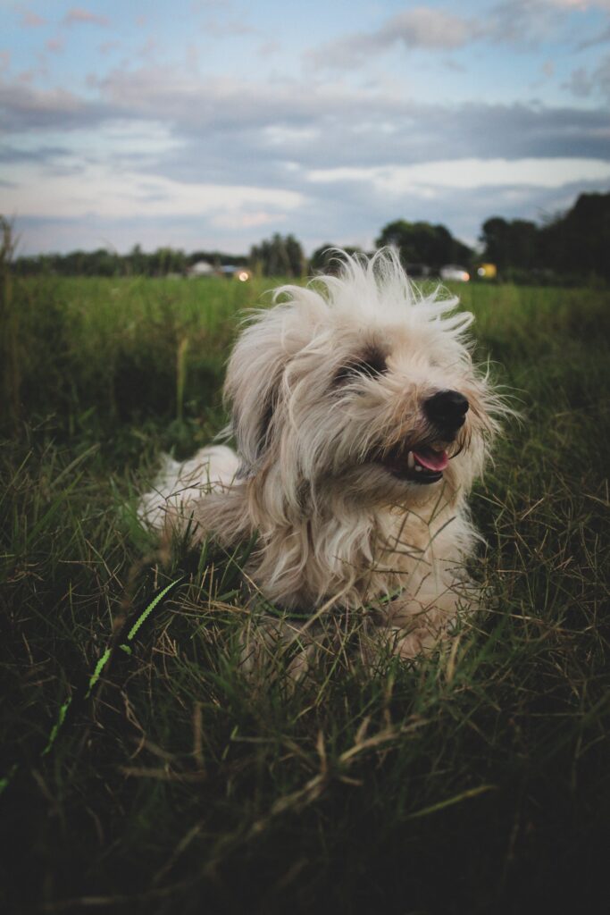 What is Shih Tzu Coprophagia?