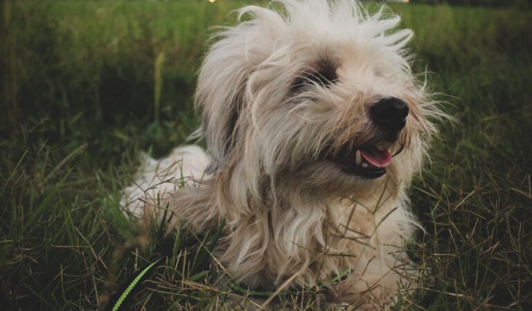 What is Shih Tzu Coprophagia and Should Pet Owners Be Worried?