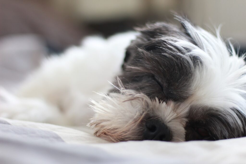 Pet Insurance for Your Shih Tzu