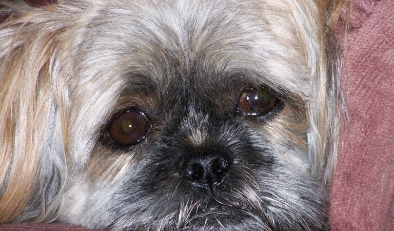 Why You Should Always Have Pet Insurance for Your Shih Tzu