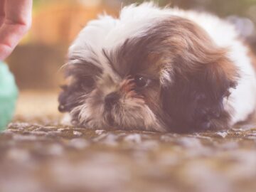 Dry skin in dogs is a common problem for many breeds of dog, including Shih Tzus and it often requires a little extra attention to keep your pup healthy. This article will offer tips on how to identify if your Shih Tzu has dry skin, what the symptoms are, why they occur, and what you can do about them. There will also be an explanation of some things that may cause dry skin in dogs such as allergies or poor diet. Finally, there will be recommendations from veterinarians for how to treat dry skin in your pet. How Does Dry Skin Affect Dogs Dogs' bodies are built to withstand rain, sleet, snow and wind. But this doesn't mean that dogs don't get dry skin. It's not just an issue for people! Shih Tzus can suffer from itchy or flaky skin just like humans. If you notice any changes in your doggie's skin -- such as redness, flakes, excessive scratching, or irritation -- there could be a problem with their diet or environment that needs to be addressed right away before they develop a more serious health concern related to the dry skin Common symptoms of dry skin in dogs ● Itchy skin ● Dandruff ● Flaky skin ● Barking and licking their paws excessively ● Excessive scratching ● Red, flaking, or swollen skin ● Crusty rashes If you notice any of these symptoms, your Shih Tzu may have dry skin. A vet can help determine the kind of treatment required for it -- from dietary changes to medication and other methods. What are the Causes of Dry Skin in Dogs Dry skin in dogs is often caused by environmental factors. The best way to prevent this problem is to avoid exposing your pet to any known dry skin triggers. Some things that can cause dog dry skin include: extreme weather conditions, hot and humid environments, certain types of shampoos, excess bathing, the wrong diet or a grain-free diet that lacks vital moisture-boosting ingredients. How to Prevent and Treat Shih Tzu Dry Skin ● Seek treatment from your veterinarian to determine if your dog's dry skin is caused by an underlying medical condition ● Limit time outdoors during extreme weather conditions to avoid potential environmental triggers ● Bathe your pet with mild dog shampoo to avoid stripping away natural oils ● Moisturize their coats several times per day with food-grade or baby-mild lotion ● Increase the moisture content in their diet through additional omega 3 fatty acids, high-quality proteins and increased amounts of healthy fats; you can do this by adding more fish oil for dogs into their meal plan. Tips for Treating Your Pet's Dry, Itchy Fur ● Use dog shampoo for dry skin to avoid irritating their already sensitive skin ● Apply conditioner after you bathe your pet, but before the final rinse. Never apply conditioner to a wet coat ● Let the coat dry naturally instead of using a hair dryer (even on low heat) to avoid irritating their skin further ● Gently rub in dog lotion for puppies with extra moisture content into your pup's fur while it is still damp; this will lock in that moisture and help them feel better fast! If you notice some discomfort or irritation when touching your pup's skin, see if he appears unhappy when you go near his belly, neck, or paws. If so, make an appointment with your vet right away. Common Products That Help Relieve Canine Eczema ● Apple cider vinegar for dogs ● Coconut oil ● Herbal home remedies to reduce inflammation and itchiness, such as comfrey ointment, calendula cream or aloe vera gel. Check with your vet before trying any herbal treatments on your pet to make sure they will not interfere with their treatment plan. As you can see from this article, dry skin in dogs is a common issue that can happen at any time during a dog's life. However, it's important to take the proper preventative measures during the winter months to ensure that your Shih Tzu has a comfortable and healthy coat throughout their entire life! Conclusion Dry skin is one of the most common problems for pets, but it's also very easy to treat. There are many different types of dry dog skin treatments available, so you should be able to find something that works best for your pet. If you have any questions about what products would work best on your particular breed or type of animal, ask a veterinarian! They're experts in all things furry and four-legged. The next time your pup needs some hydration treatment at home, try out these tips from our blog post - they just might do the trick.