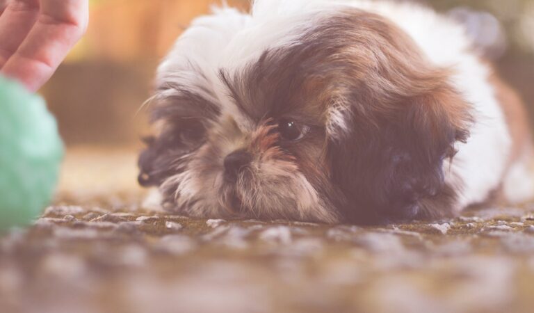 Dry Skin in Shih Tzus: What are the Causes and Treatments Available?