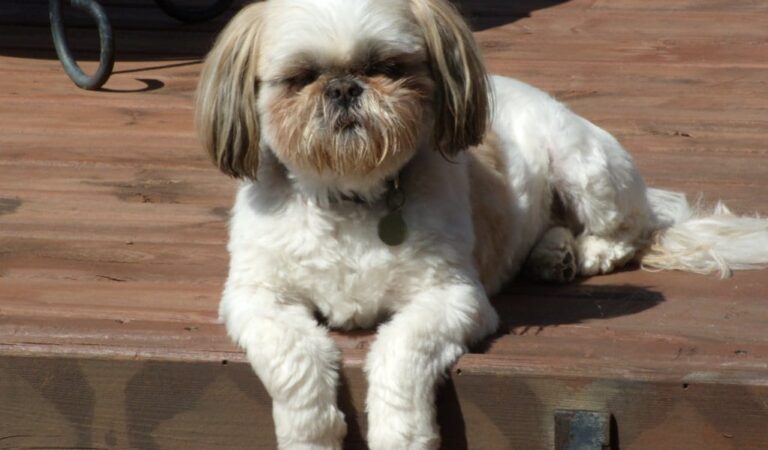 The Cutest Puppy Breeds || Red Shih Tzu Puppy at 7 months Old