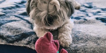 Shih Tzu Emotional Stress