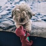 Shih Tzu Emotional Stress