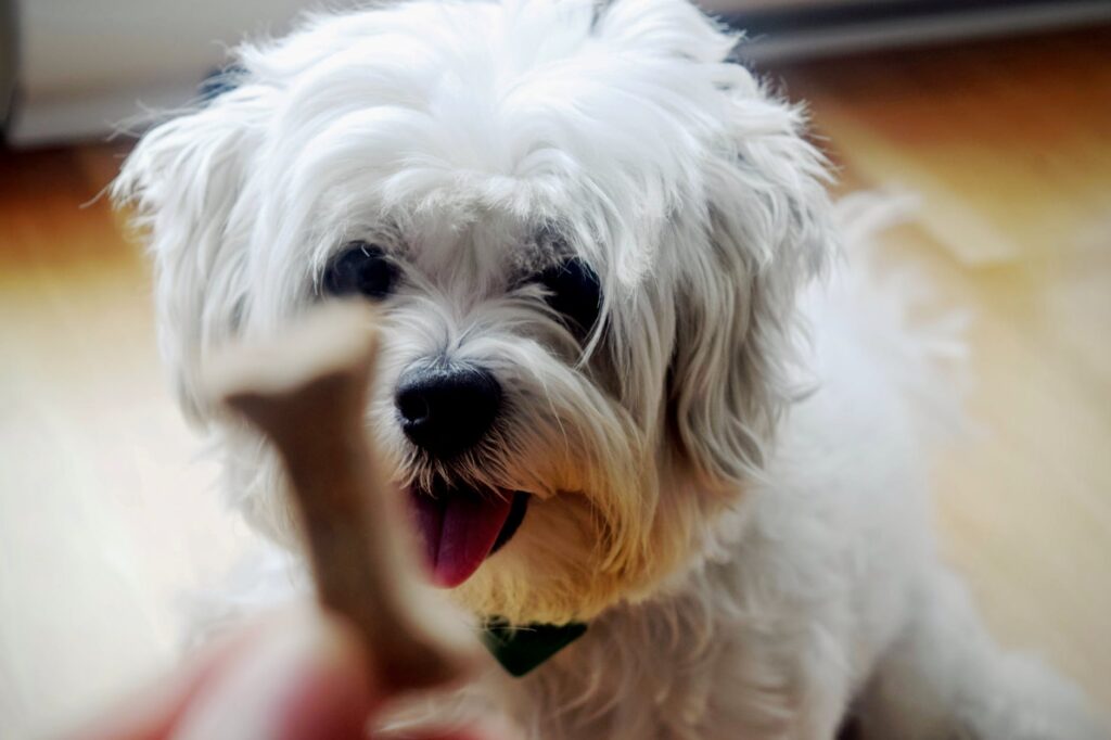 Puppy Teething 