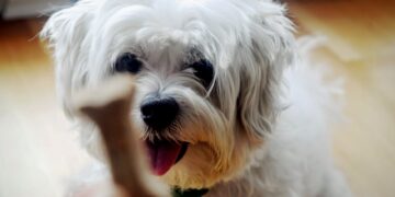 Shih Tzu Puppy Teething