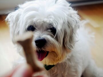 Shih Tzu Puppy Teething