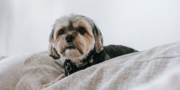 Treating and Preventing Shih Tzu Fleas Infestation