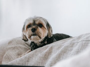 Treating and Preventing Shih Tzu Fleas Infestation