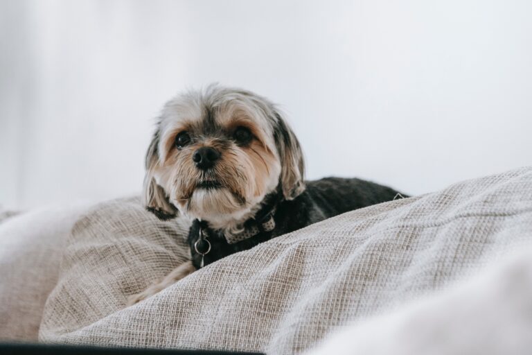 Treating and Preventing Shih Tzu Fleas Infestation