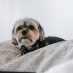 Treating and Preventing Shih Tzu Fleas Infestation