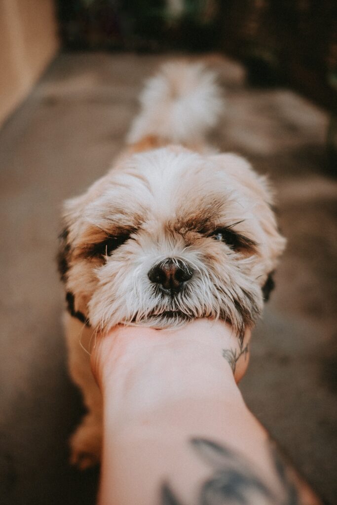 shih tzu dry skin