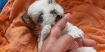 Shih Tzu Puppy Care