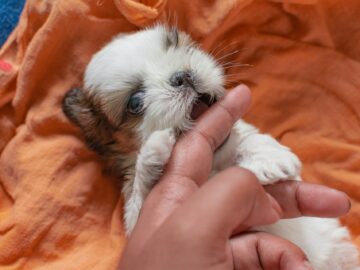 Shih Tzu Puppy Care